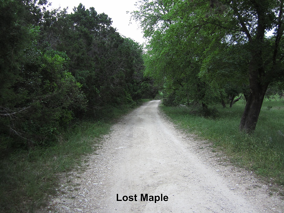 Lost Maple